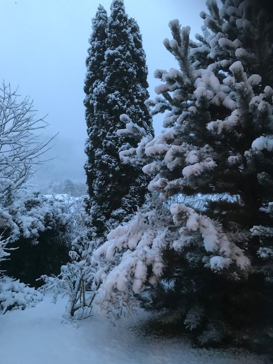 Verschneiter Garten des Hauses Feuchtl mit schneebedeckten Tannen im Winter